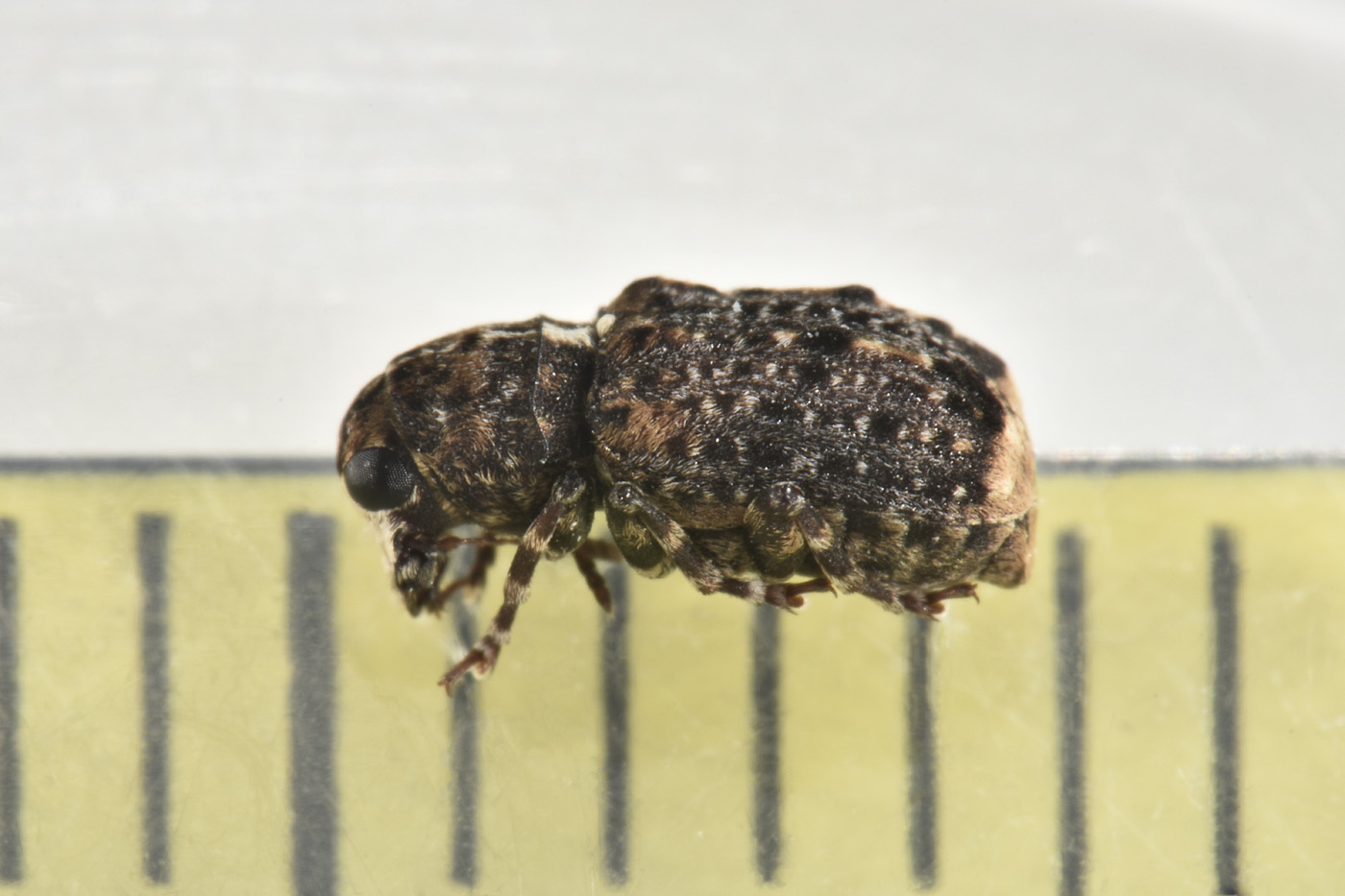 Anthribidae: Dissoleucas niveirostris? S.